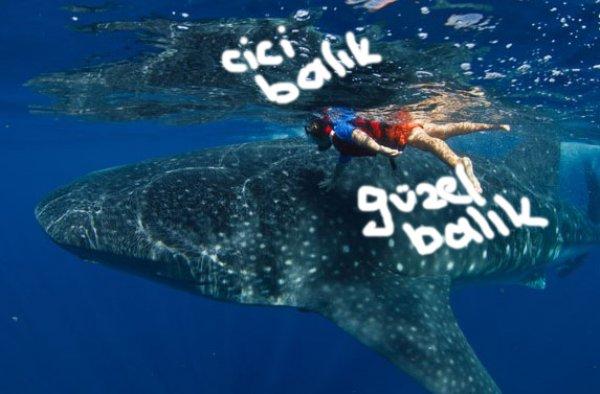 Köpek balığı kafes dalışı için dünyanın en iyi yerleri