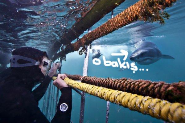 Köpek balığı kafes dalışı için dünyanın en iyi yerleri