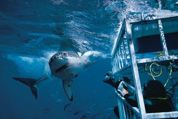 Köpek balığı kafes dalışı için dünyanın en iyi yerleri