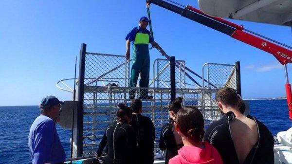 Köpek balığı kafes dalışı için dünyanın en iyi yerleri