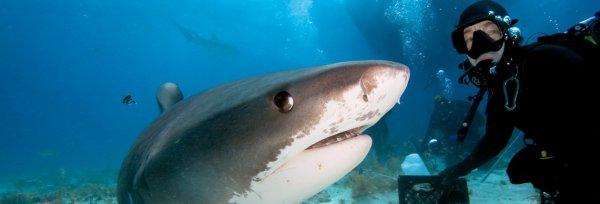 Köpek balığı kafes dalışı için dünyanın en iyi yerleri