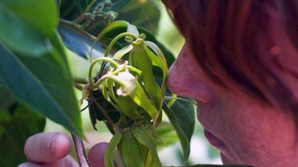 Kokuların dünyasına yolculuk