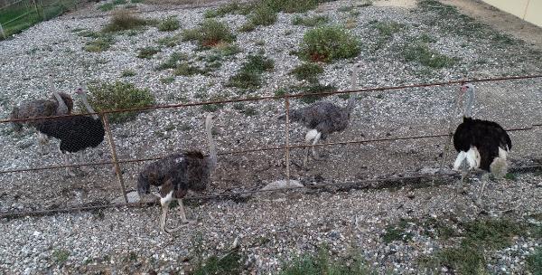 Deve kuşu yumurtasının boşu 100 liradan satılıyor