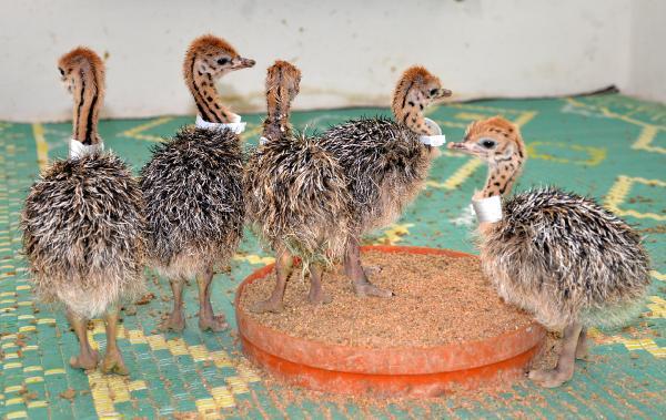 Deve kuşu yumurtasının boşu 100 liradan satılıyor