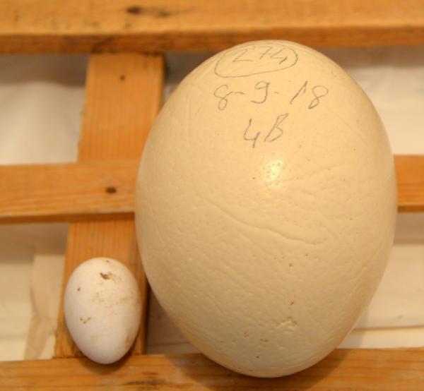 Deve kuşu yumurtasının boşu 100 liradan satılıyor