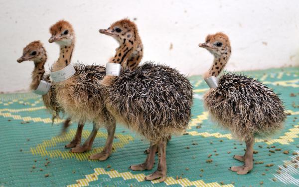 Deve kuşu yumurtasının boşu 100 liradan satılıyor