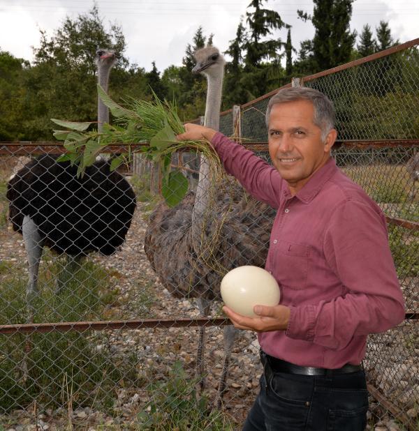 Deve kuşu yumurtasının boşu 100 liradan satılıyor