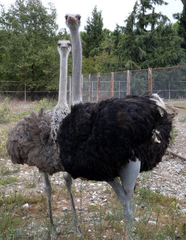 Deve kuşu yumurtasının boşu 100 liradan satılıyor