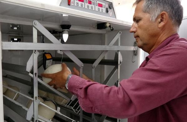 Deve kuşu yumurtasının boşu 100 liradan satılıyor