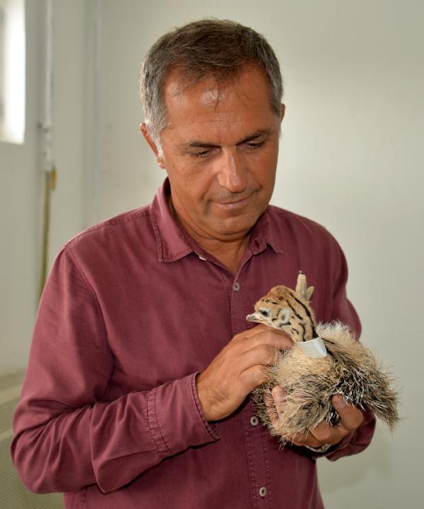 Deve kuşu yumurtasının boşu 100 liradan satılıyor