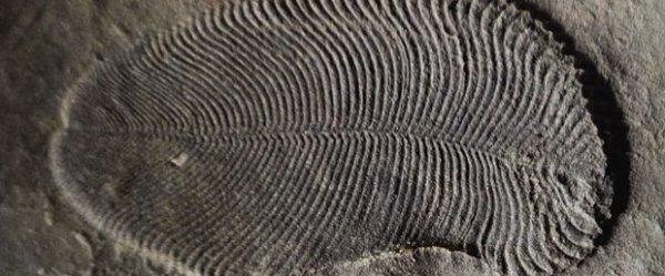 Bilinen en eski hayvan fosili bulundu