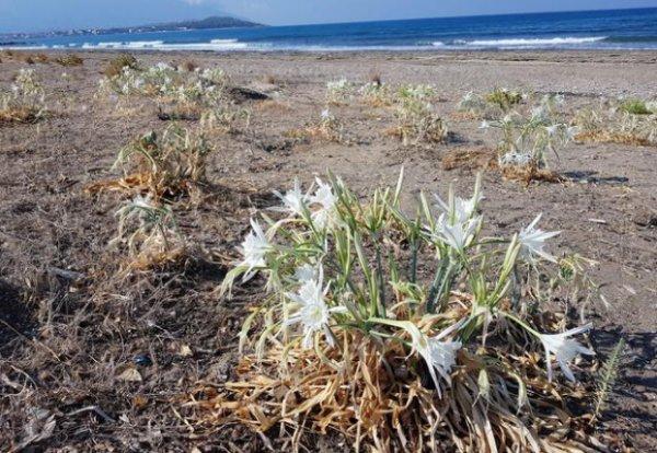 Kum zambağını koparana 48 bin liralık ceza