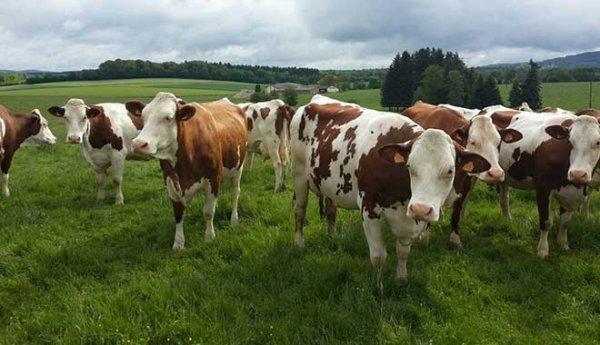 Hazine arazileri çiftçilere dağıtılıyor