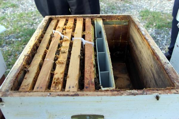 Tokat'ta Japon eşek arısı istilası