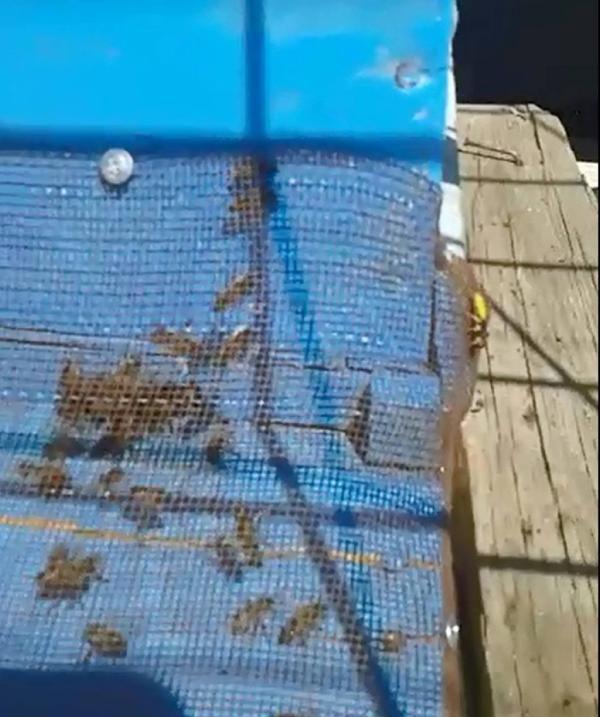 Tokat'ta Japon eşek arısı istilası