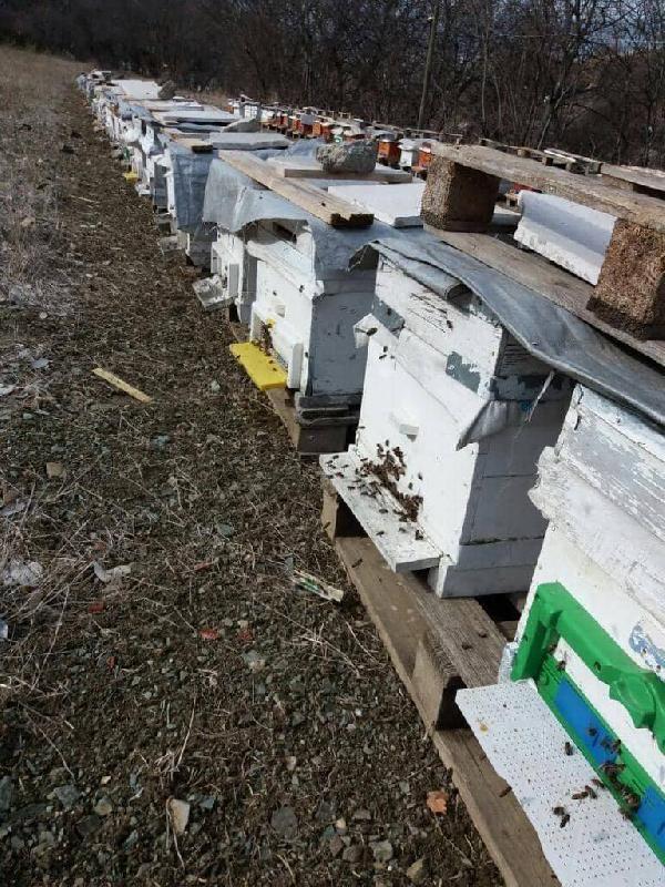 Tokat'ta Japon eşek arısı istilası