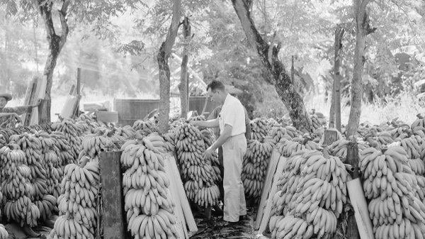 Çikita muzun Honduras laneti