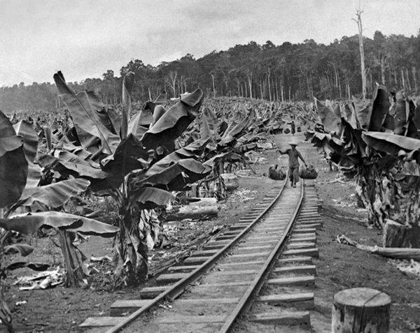 Çikita muzun Honduras laneti