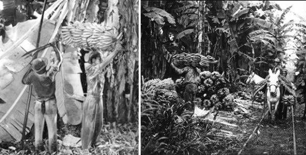 Çikita muzun Honduras laneti