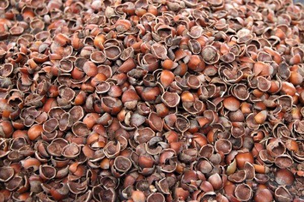 Fındık kabuğundan mangal kömürü üretiliyor