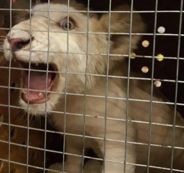 Evcil hayvanınız da Türk Hava Yolları’yla güvende