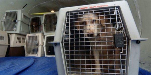 Evcil hayvanınız da Türk Hava Yolları’yla güvende