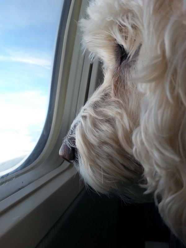 Evcil hayvanınız da Türk Hava Yolları’yla güvende