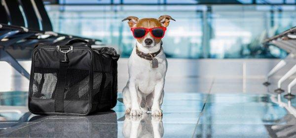 Evcil hayvanınız da Türk Hava Yolları’yla güvende