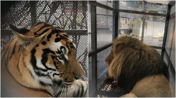 Evcil hayvanınız da Türk Hava Yolları’yla güvende