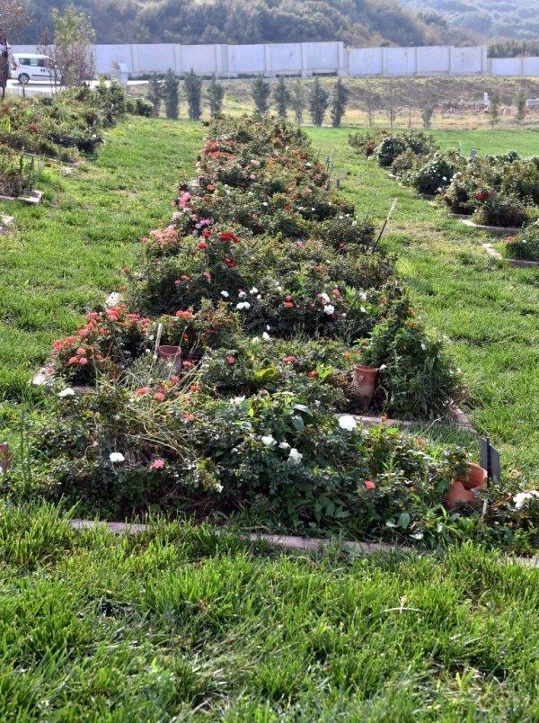 İzmir'de kimsesiz mülteciler mezarlığı: 412 numaralı ada