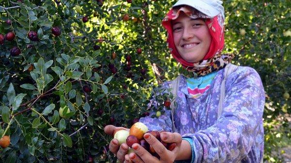 Ölümsüzlük meyvesi misket elmasına rakip oldu