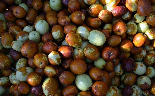 Ölümsüzlük meyvesi misket elmasına rakip oldu