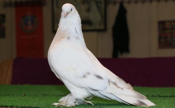 Güvercinine karşılık otomobil teklifini reddetti