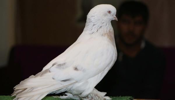 Güvercinine karşılık otomobil teklifini reddetti