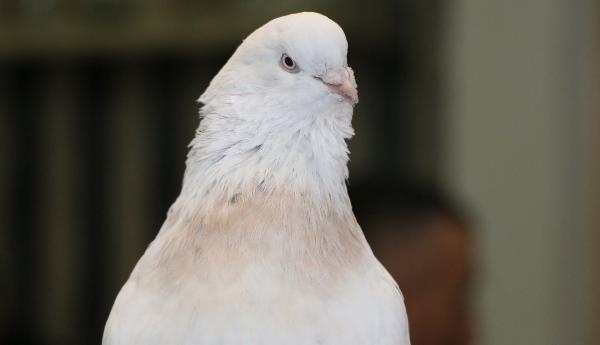 Güvercinine karşılık otomobil teklifini reddetti