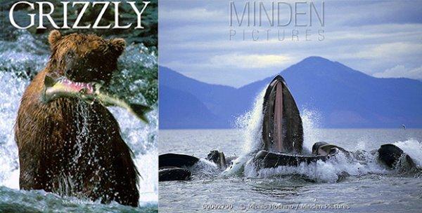 Vahşi yaşam fotoğrafçısı Michio Hoshino’nun son fotoğrafı