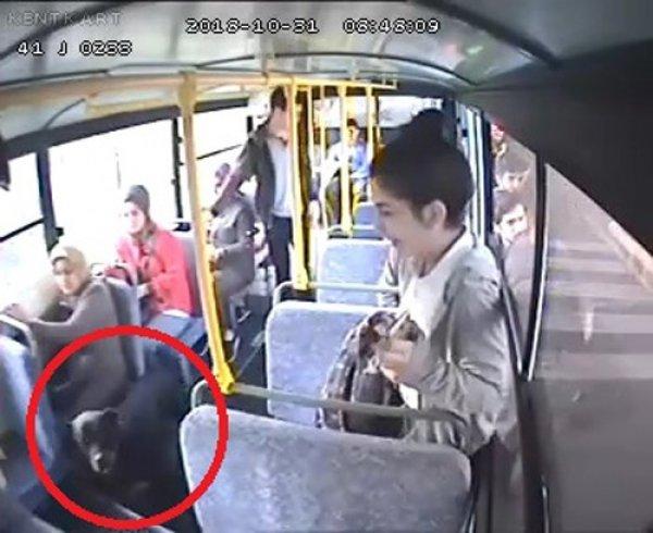 Kocaeli'de bir köpek otobüse bindi