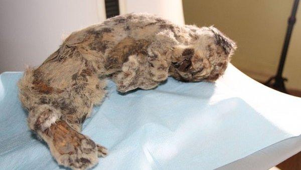 43 bin 500 yıllık mağara aslanı klonlanacak