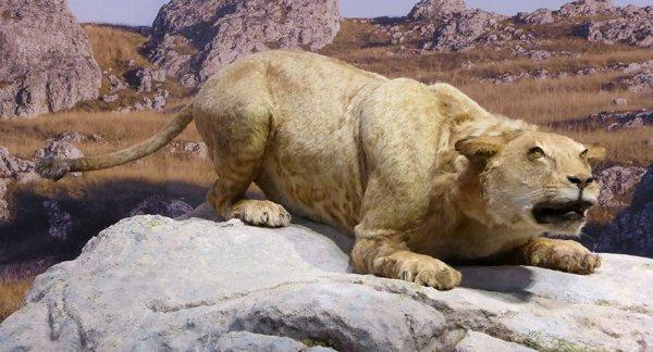 43 bin 500 yıllık mağara aslanı klonlanacak