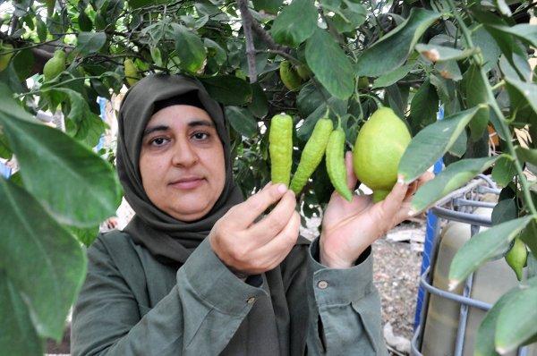 Hatay'da bibere benzeyen limon