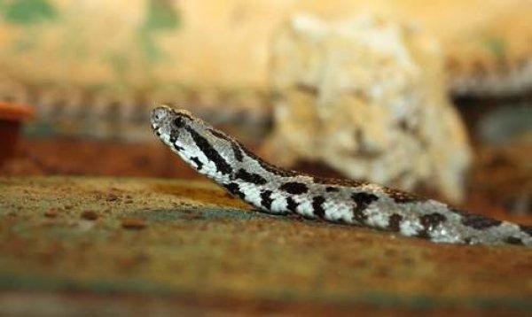 İsrail, Filistin engereğini kendi ulusal yılanı ilan etti