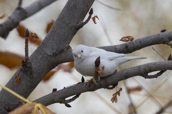 Nadir rastlanan 'beyaz ağaç serçesi' Ankara'da görüldü