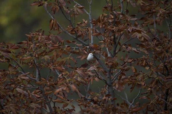 Nadir rastlanan 'beyaz ağaç serçesi' Ankara'da görüldü