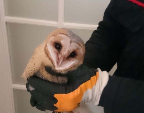 Davetsiz misafir: Baykuş