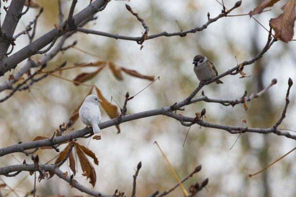 Nadir rastlanan 'beyaz ağaç serçesi' Ankara'da görüldü