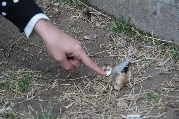 Çocuk parkında dehşete düşüren hayvana işkence kalıntısı