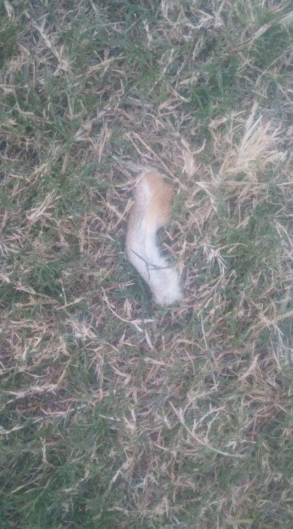 Çocuk parkında dehşete düşüren hayvana işkence kalıntısı