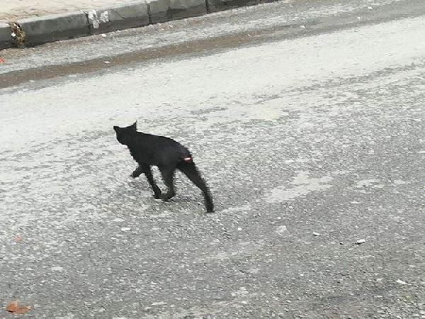 Sultangazi'de kuyruğu kesilen kediler tedirgin etti