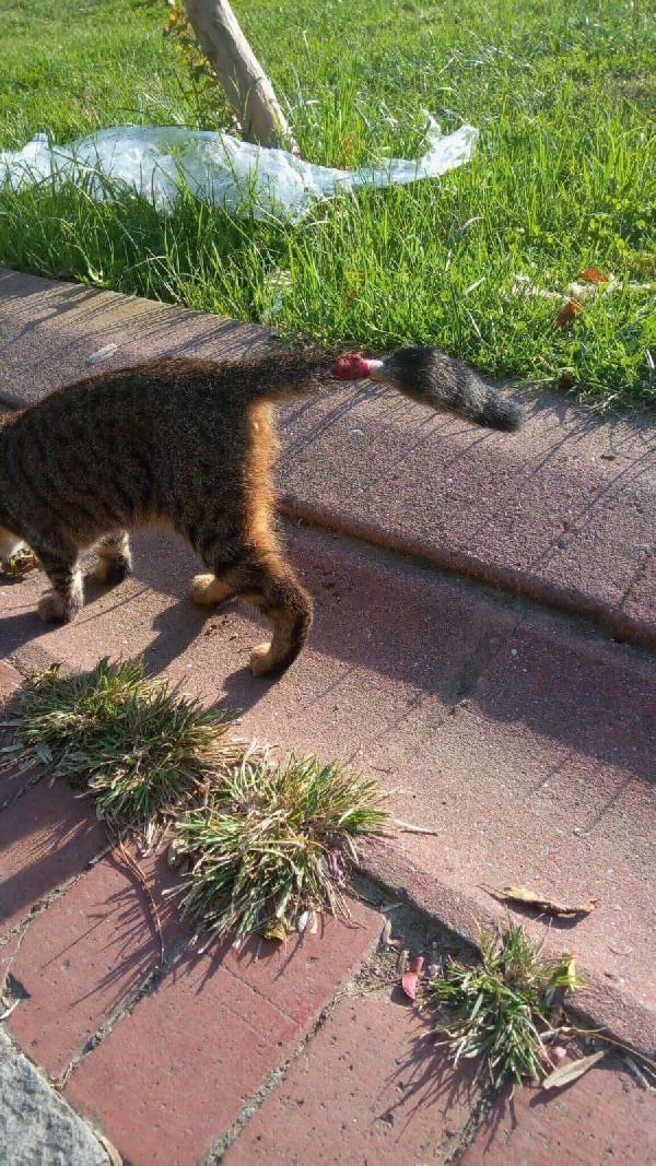 Sultangazi'de kuyruğu kesilen kediler tedirgin etti