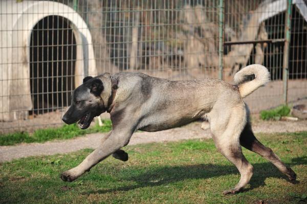 10 aylık kangal köpeğinin fiyatı 125 bin lira